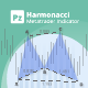 Harmonacci Patterns